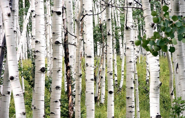 Белая береза