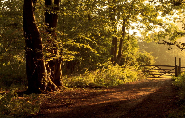 Забор на дороге
