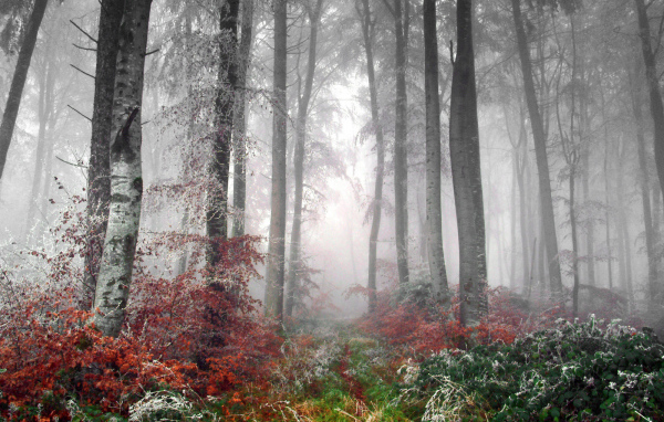 Первые заморозки в лесу