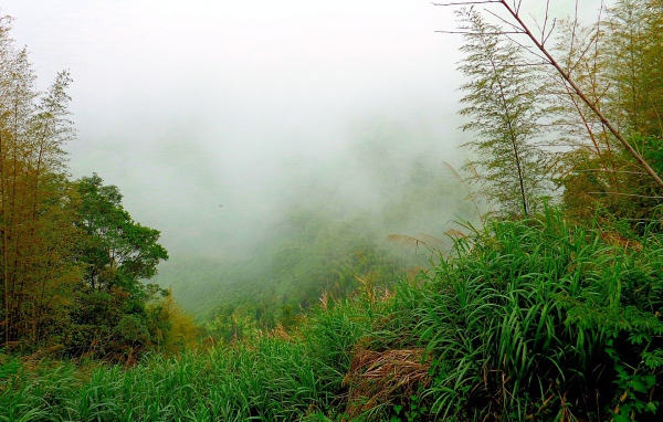 Лес в утреннем тумане