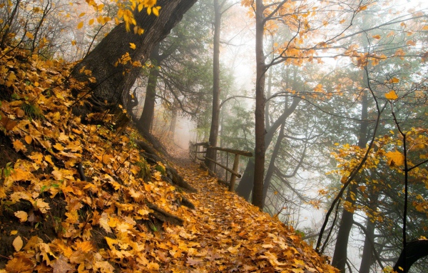 Тропа в осеннем лесу