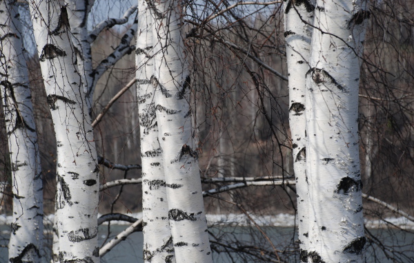 Зимняя березовая роща