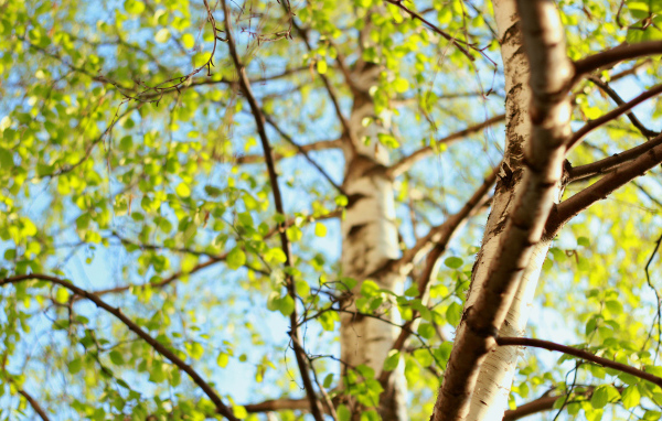 Молодая зелень берез