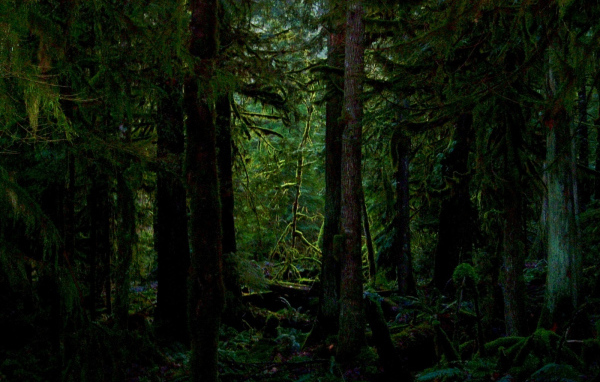 Покрытый мхом лес