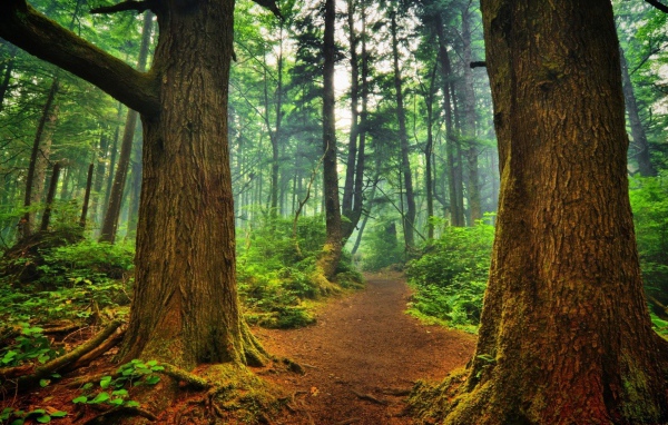 Тропинка среди деревьев