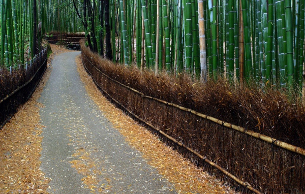 	   The road in the bamboo forest