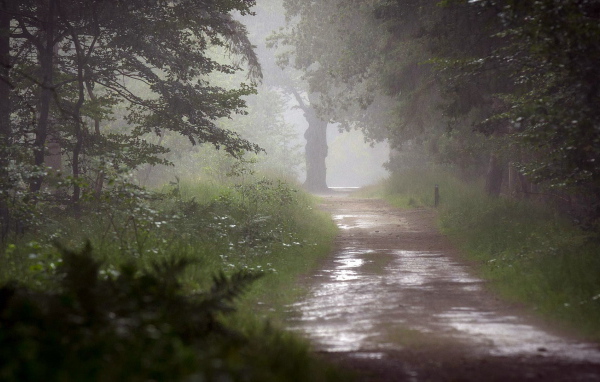 Мокрая дорога в лесу