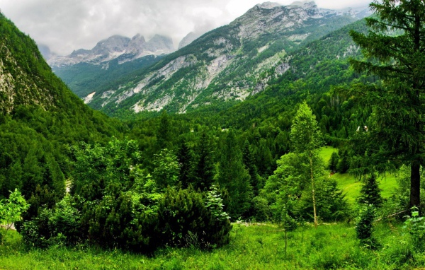 Лес в горах