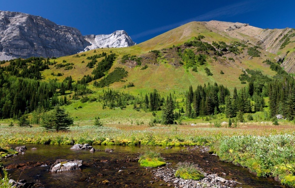 Гора заросшая лесом