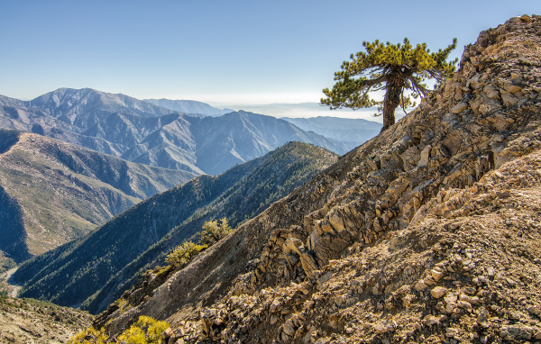 Одинокое дерево в горах