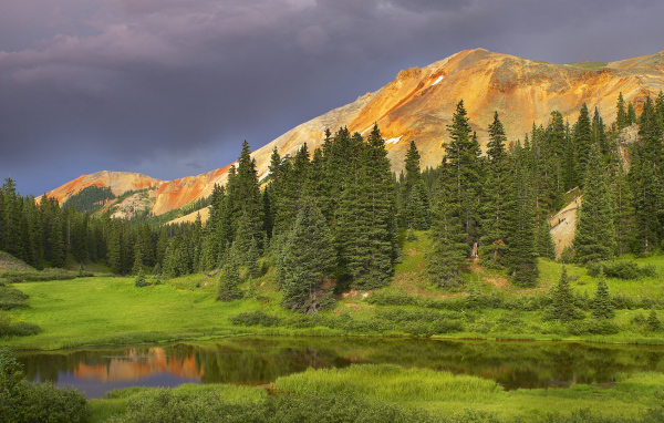 Еловый лес в долине