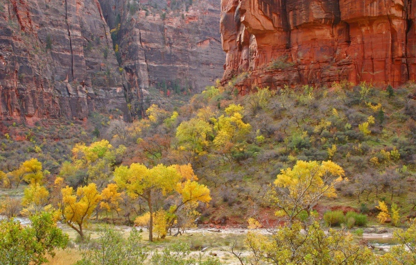Растительность в горах