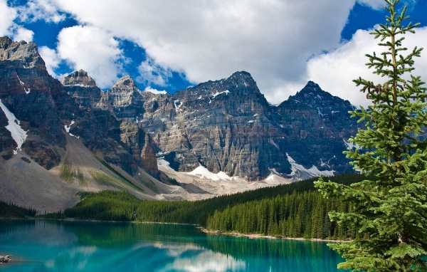 Ель на берегу озера