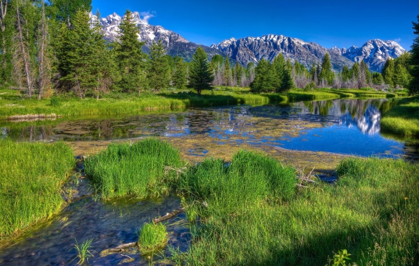 Заросшая река в горах