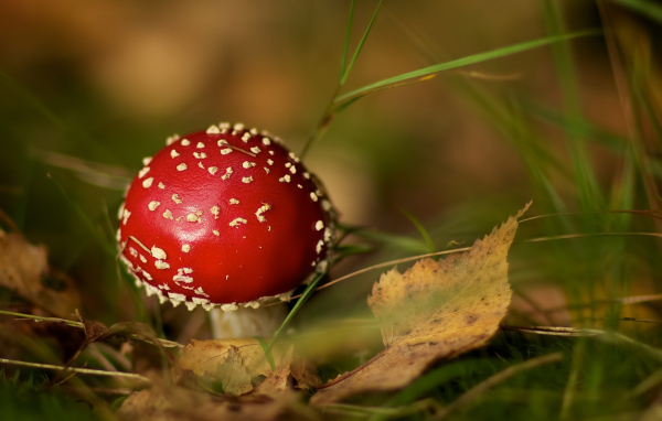 Мухомор среди травы