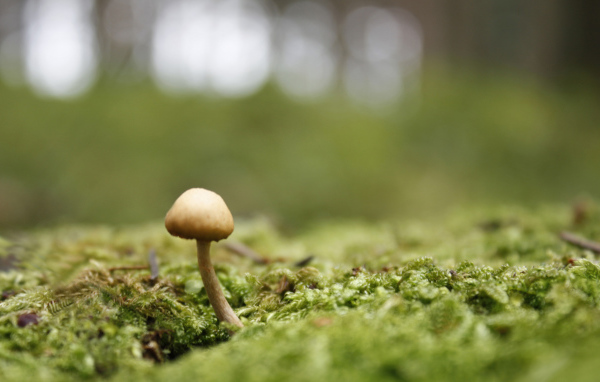 Пробивается молодой гриб