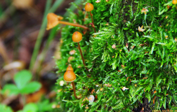 Семейка грибов опят