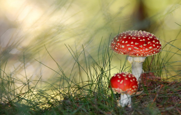 Грибы мухоморы