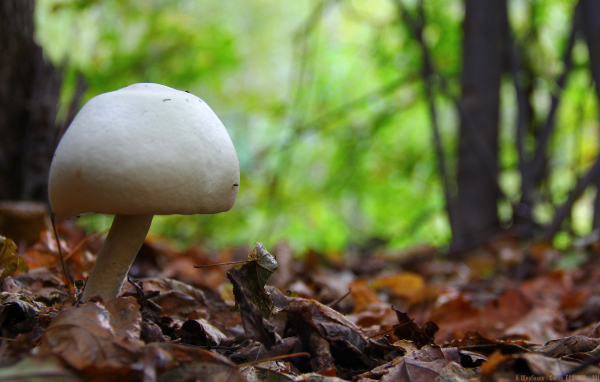 Белый гриб в лесу