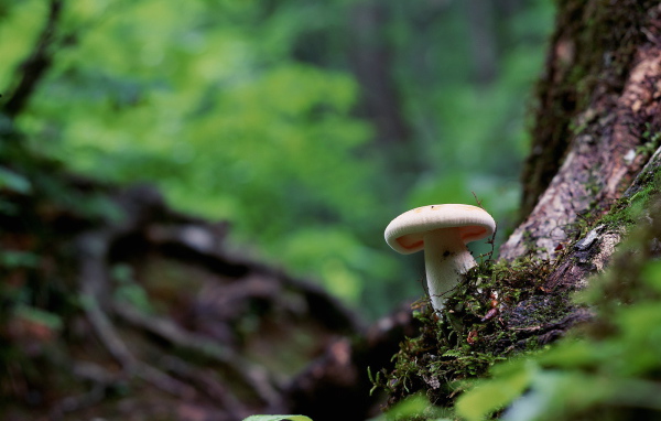Белый гриб в лесу под деревом