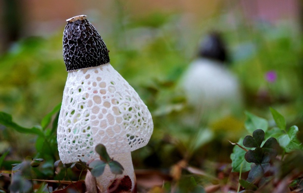 Сетчатые грибы