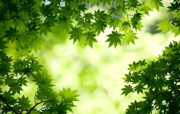 Зеленые листья