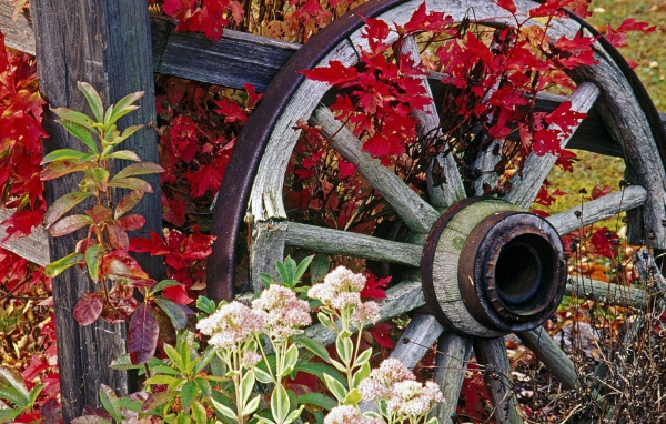 Колесо от старой телеги