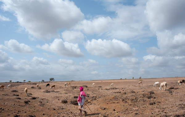 Пастух овец