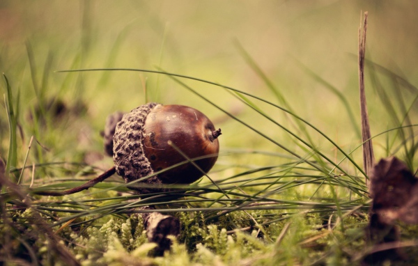 Желудь лежит на траве