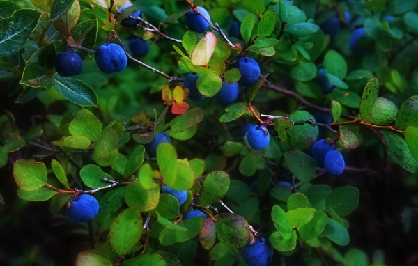 Синие ягоды в листве