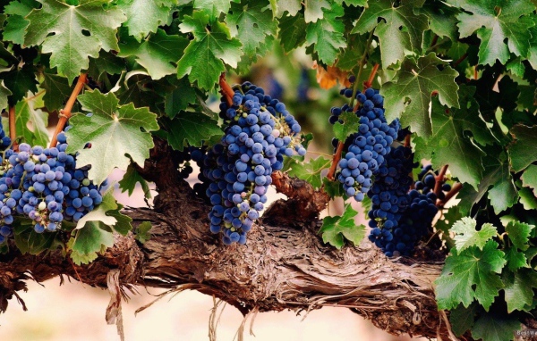 Гроздья спелого винограда