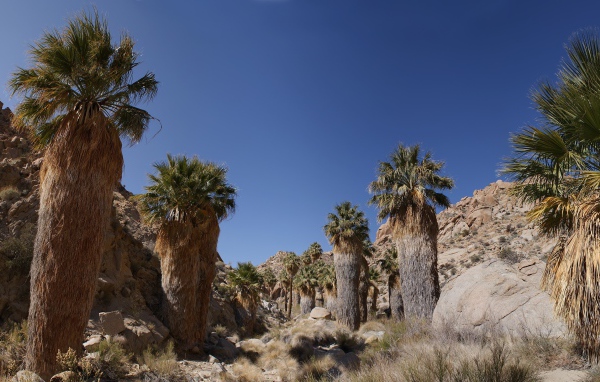 Кактусы в каменной пустыне