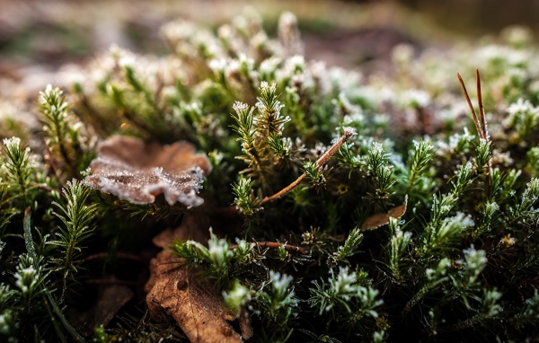 Хвойные ветки в снегу