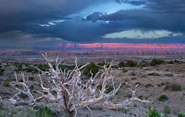 Засохшее дерево в пустыне