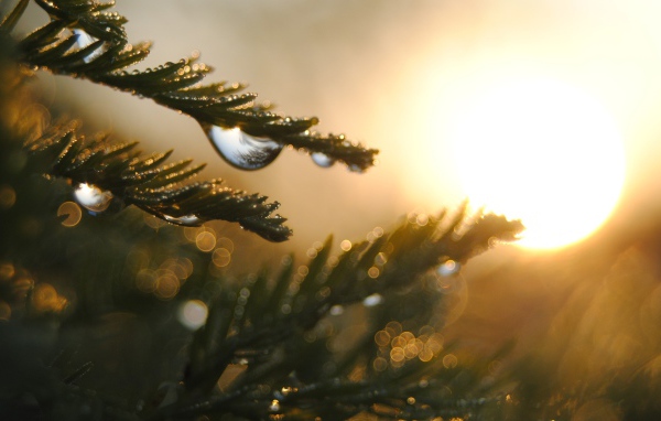 Капли на ветках дерева