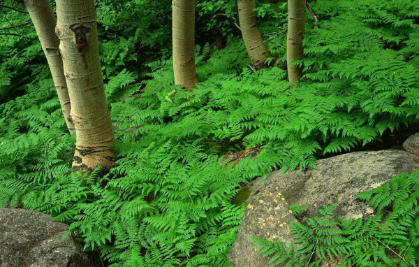 Заросли папоротника