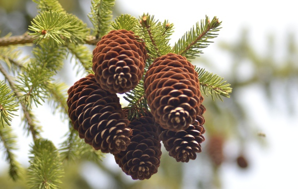 Еловые шишки на ветке