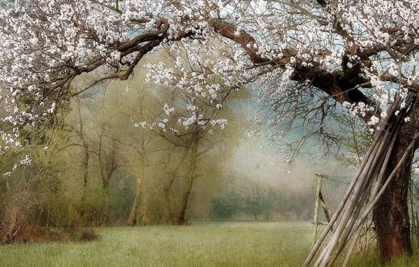 Цветущие деревья в саду