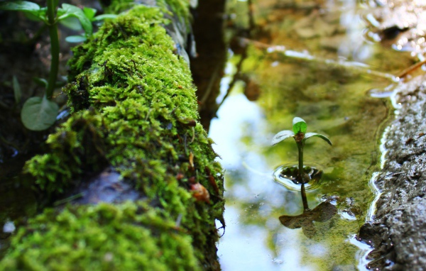Маленький росток