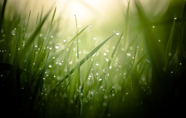 Morning dew on a green grass