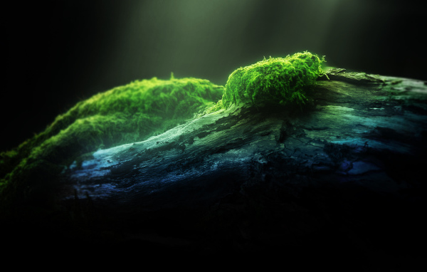 Зеленый мох