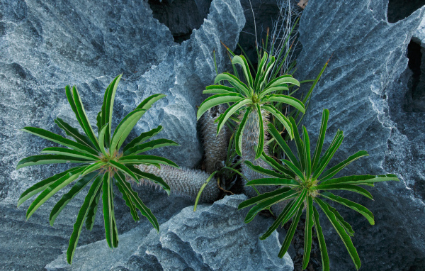 Пальмы растут в скалах
