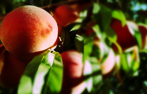 Персик на ветке