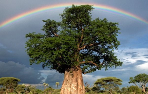 Радуга над толстым деревом