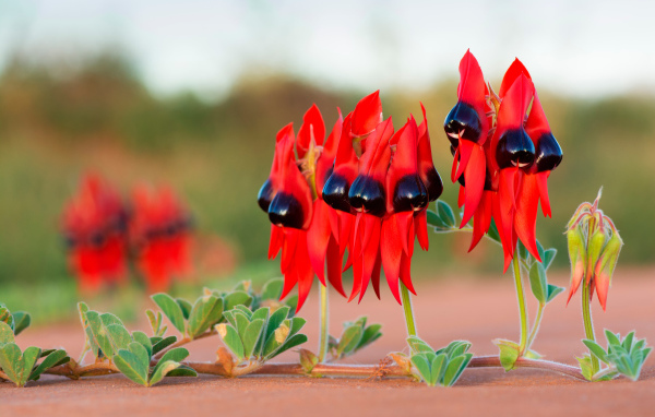 Красные цветы на ветке