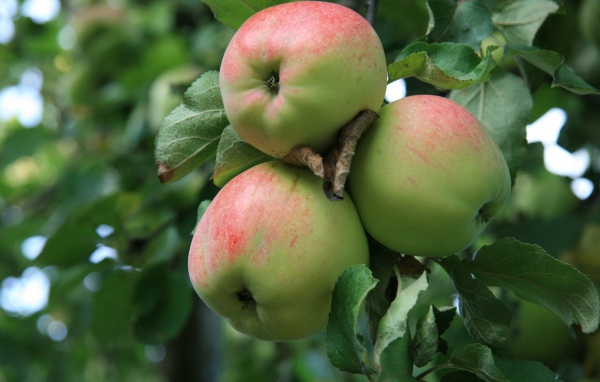 Спелые яблоки на ветке