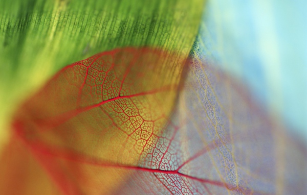 Прожилки прозрачного листа