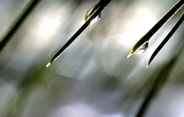 Солнце в каплях росы