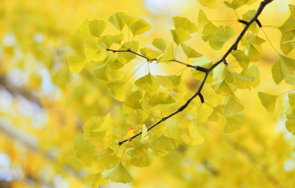 Дерево Гинко Билоба