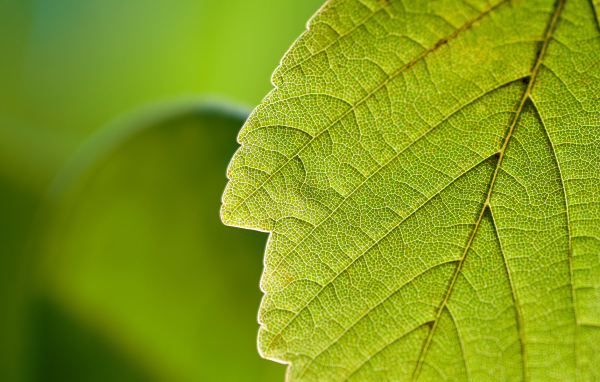 Прожилки листа